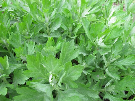 American moxa herb,Artemisia douglasiana