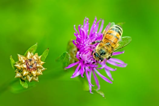 Bee on flower
