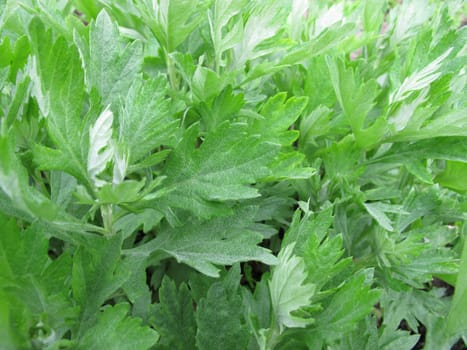 American moxa herb,Artemisia douglasiana
