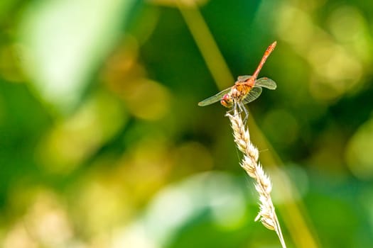 Blood-red heather dragonfly,Sympetrum sanguineum,male