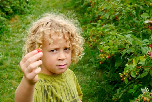a little blond boy picking raspberries in the garden