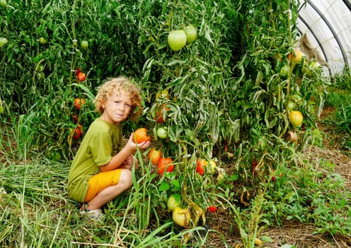 a little blond boy picking tomatoes in the garden