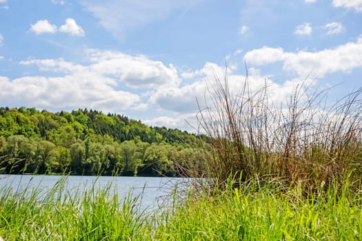 Idyllic lake with grass and reed in foreground - blue sky with clouds and green forest in background