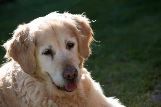 Portrait of a Senior Golden Retriever - Exterior View