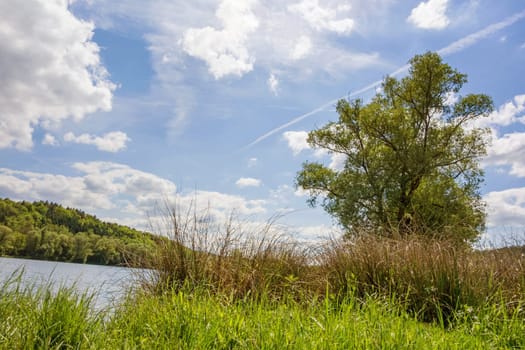 Idyllic lake with tree, grass and reed in foreground - blue sky with clouds and green forest in background