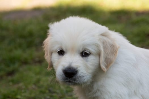 Golden Retriever puppies 6 weeks old