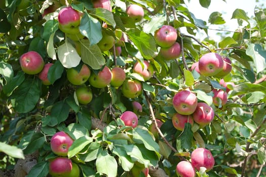 organic apples picking in tree paulared healthy organic many fruits