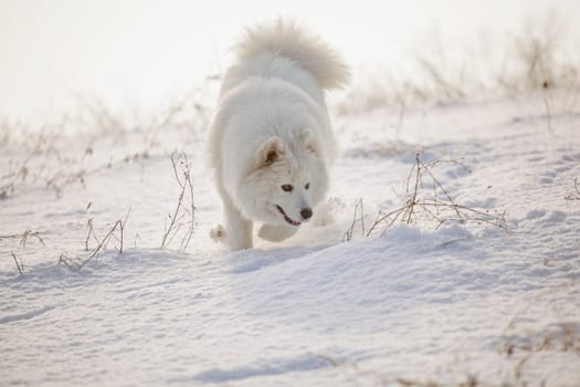 Samoyed white fur dog pet play on snow, winter outdoor
