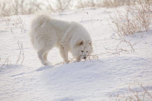 Samoyed white fur dog pet play on snow, winter outdoor