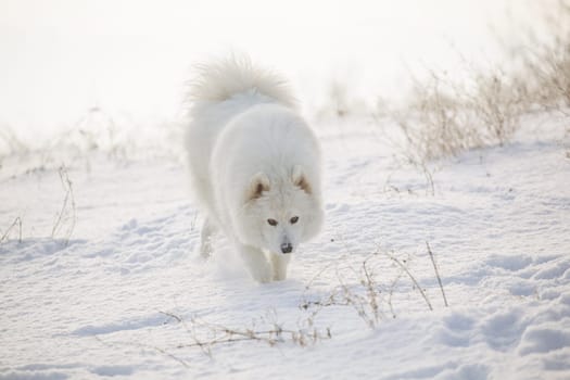 Samoyed white fur dog pet play on snow, winter outdoor