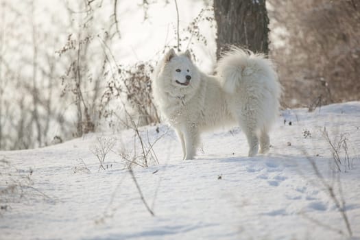 Samoyed white fur dog pet play on snow, winter outdoor