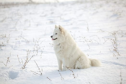 Samoyed white fur dog pet play on snow, winter outdoor