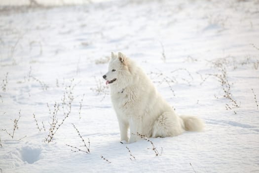 Samoyed white fur dog pet play on snow, winter outdoor