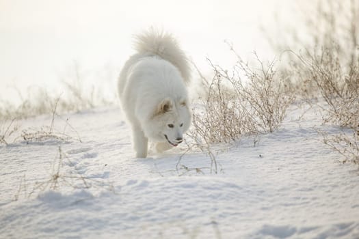 Samoyed white fur dog pet play on snow, winter outdoor