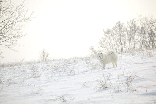 Samoyed white fur dog pet play on snow, winter outdoor