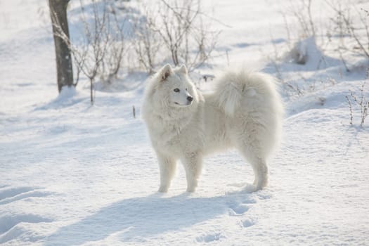Samoyed white fur dog pet play on snow, winter outdoor