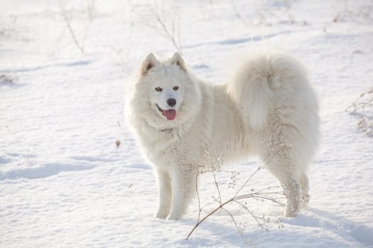 Samoyed white fur dog pet play on snow, winter outdoor