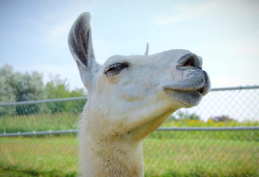 livestock white alpaca lama face agriculture farm closeup