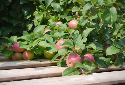 red apple in tree paulared fresh organic fruit summer orchard wood pallet