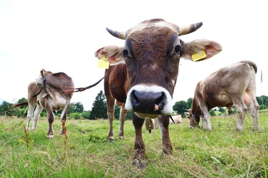 Young bulls in the pasture. Young bulls in the pasture. Young bulls. Braunvieh