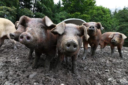 Young brown pigs in free range. Pigs feel comfortable in the mud