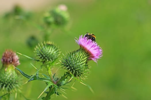 Common scratch thistle (Cirsium vulgare) flowering plant in a meadow