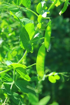 Sugar pea,sugar pod,kefe (Pisum sativum) plants with immature pods in the garden