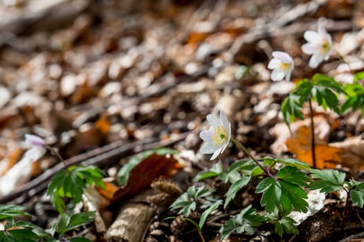 Spring beams beautiful white anemones popping up the forest floor between winter's remains of brown autumn leaves