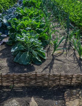 Vegetable garden with homemade vegetables and surrounded by a small veiled fence