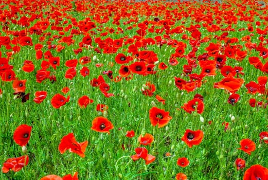 Field full of flowering poppies with their blood-red petals, Full frame