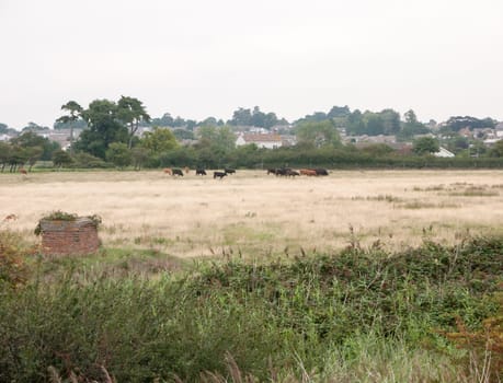 rural scenery on a cold overcast day with cows grazing  England  UK