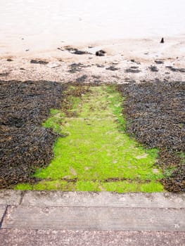 seaweed below steps at seaside front onto mudflats river  England  UK
