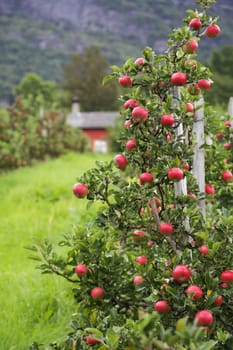 Apple tree gardens in Lofthus around the Hardanger fjord