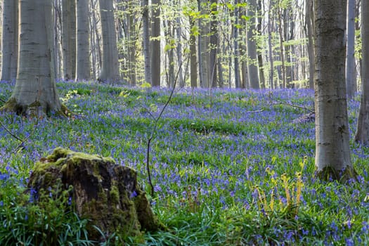 The bluebells flowers during springtime in Hallerbos, Halle, Belgium