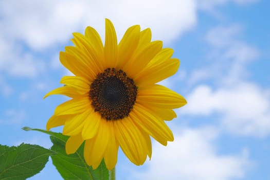big yellow flower sunflower on blue sky with clouds