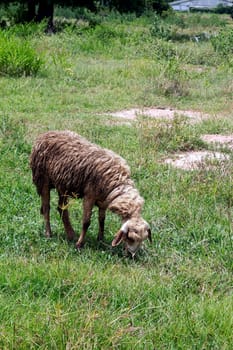 sheep grazing farm grass rural