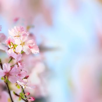 The realistic sakura cherry branch with blooming flowers with nice background color