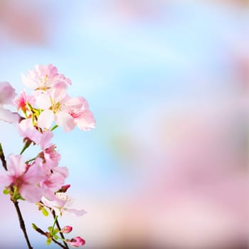 The realistic sakura cherry branch with blooming flowers with nice background color