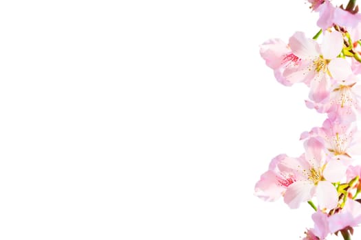 The realistic sakura cherry branch with blooming flowers with nice background color