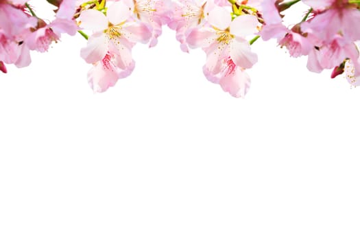 The realistic sakura cherry branch with blooming flowers with nice background color