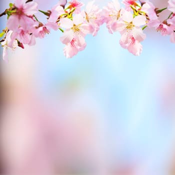 The realistic sakura cherry branch with blooming flowers with nice background color