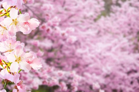 The realistic sakura cherry branch with blooming flowers with nice background color