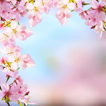 The realistic sakura cherry branch with blooming flowers with nice background color