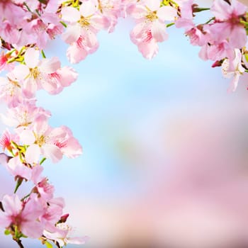 The realistic sakura cherry branch with blooming flowers with nice background color