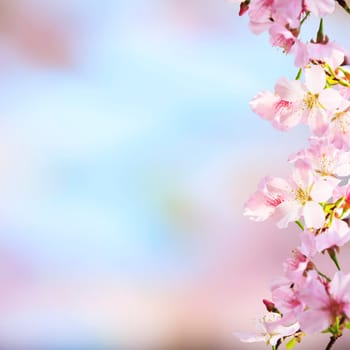 The realistic sakura cherry branch with blooming flowers with nice background color