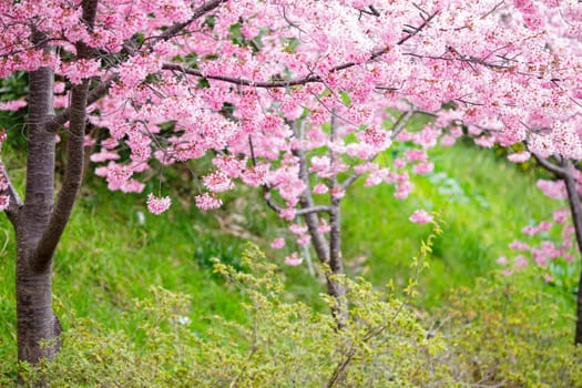 The realistic sakura cherry branch with blooming flowers with nice background color