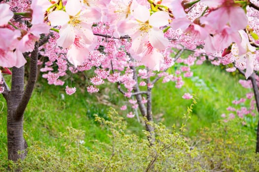 The realistic sakura cherry branch with blooming flowers with nice background color