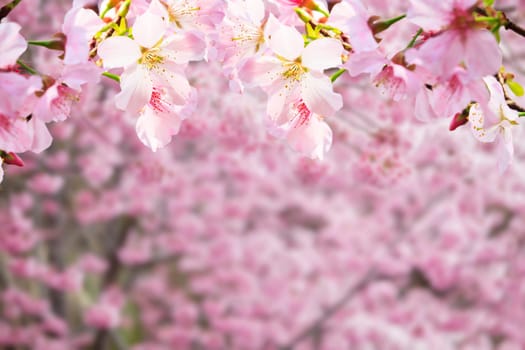 The realistic sakura cherry branch with blooming flowers with nice background color