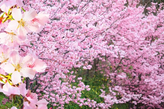 The realistic sakura cherry branch with blooming flowers with nice background color