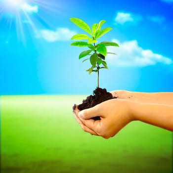 Woman hand holding a new tree over nature background. Concept about growing a new tree to save the world